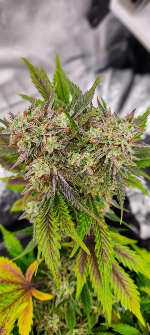 Hella Jelly Auto 🍯🌿. Week 9 - 🍬🍯Hella Jelly Auto - HUMBOLDT SEED COMPANY - 19.08.2026 - 6° semana floración 