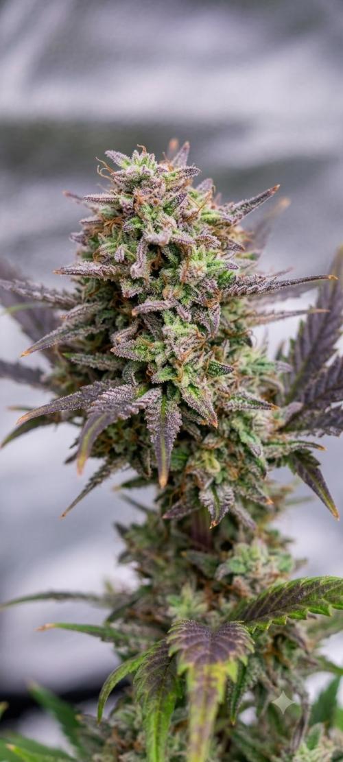 Hella Jelly Auto 🍯🌿. Week 9 - 🍬🍯Hella Jelly Auto - HUMBOLDT SEED COMPANY - 19.08.2026 - 6° semana floración 