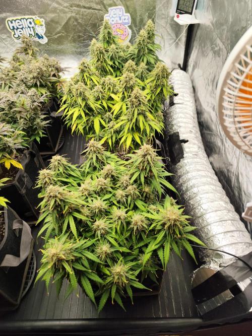 Jelly Donutz Auto 🍩. Week 10 - 24.08.2026