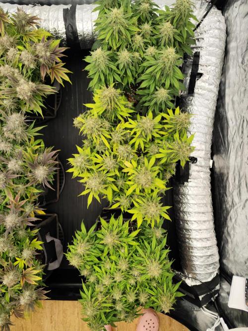 Jelly Donutz Auto 🍩. Week 10 - 24.08.2026
