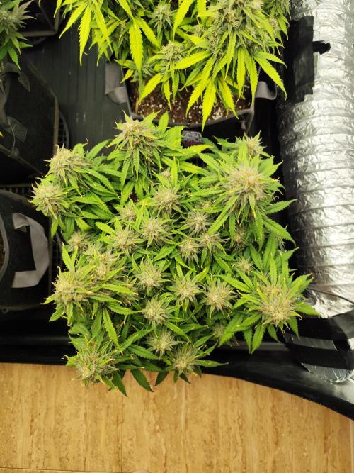 Jelly Donutz Auto 🍩. Week 10 - SPRINKLES