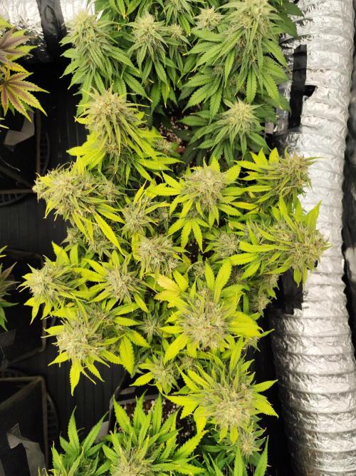 Jelly Donutz Auto 🍩. Week 10 - MAPLE
