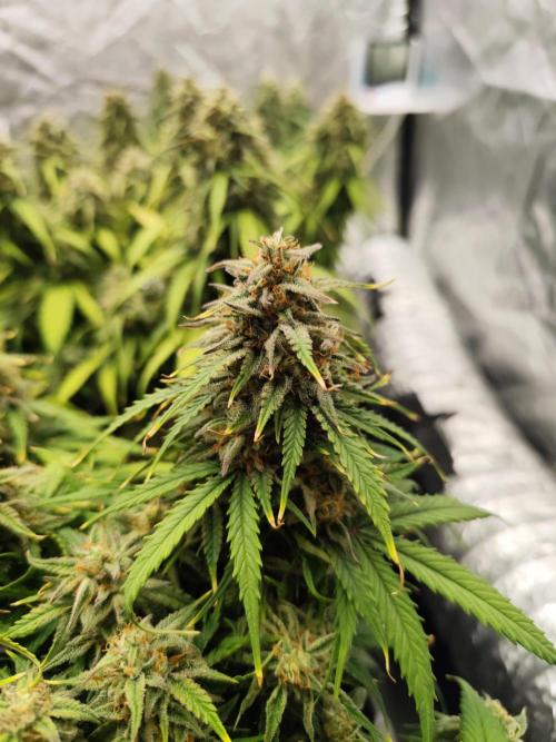 Jelly Donutz Auto 🍩. Week 10 - 24.08.2026