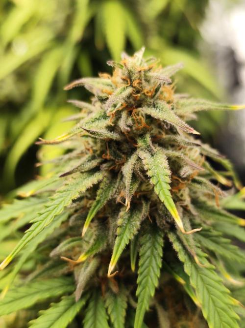 Jelly Donutz Auto 🍩. Week 10 - 24.08.2026