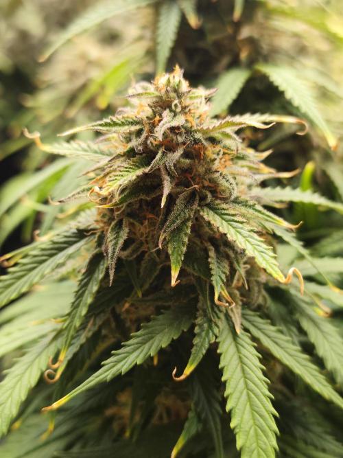 Jelly Donutz Auto 🍩. Week 10 - 24.08.2026