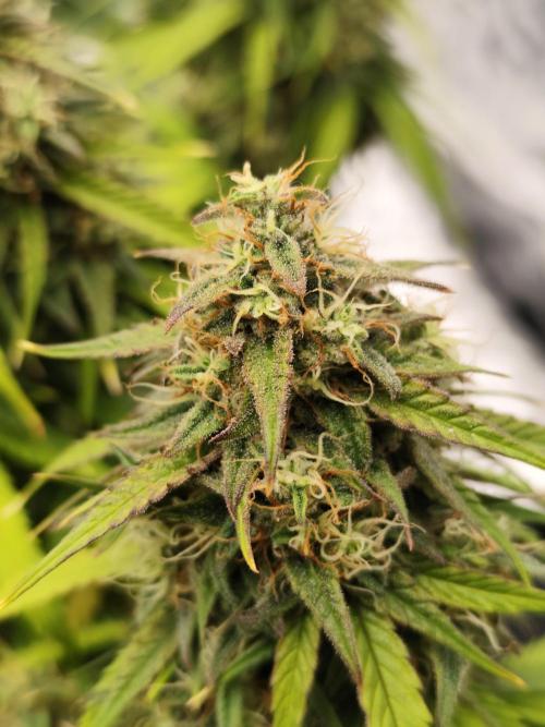 Jelly Donutz Auto 🍩. Week 10 - 24.08.2026