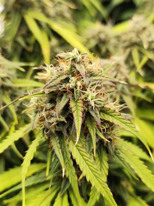 Jelly Donutz Auto 🍩. Week 10 - 24.08.2026