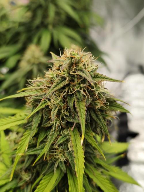Jelly Donutz Auto 🍩. Week 10 - 24.08.2026