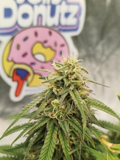 Jelly Donutz Auto 🍩. Week 10 - 24.08.2026