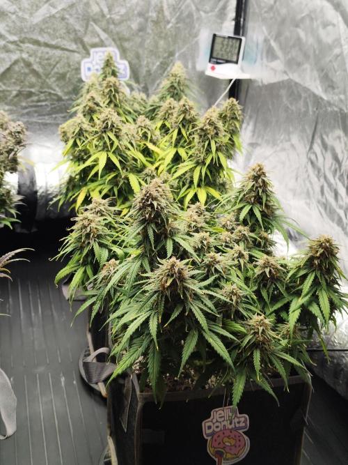 Jelly Donutz Auto 🍩. Week 10 - 24.08.2026