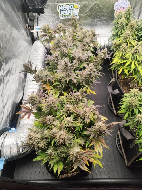 Hella Jelly Auto 🍯🌿. Week 10