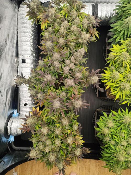 Hella Jelly Auto 🍯🌿. Week 10