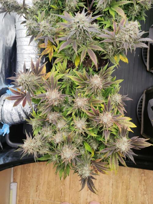 Hella Jelly Auto 🍯🌿. Week 10