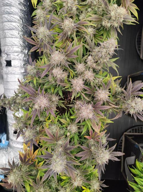 Hella Jelly Auto 🍯🌿. Week 10
