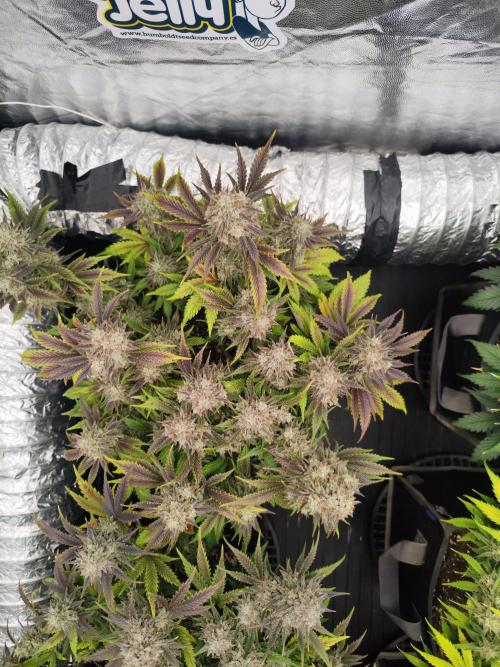 Hella Jelly Auto 🍯🌿. Week 10