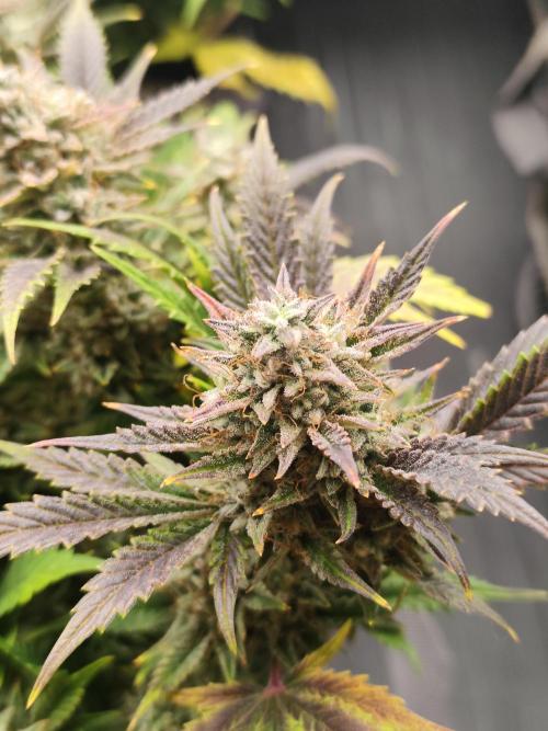 Hella Jelly Auto 🍯🌿. Week 10