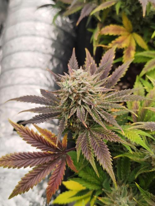 Hella Jelly Auto 🍯🌿. Week 10
