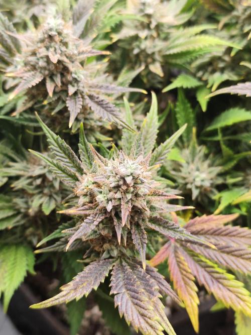 Hella Jelly Auto 🍯🌿. Week 10