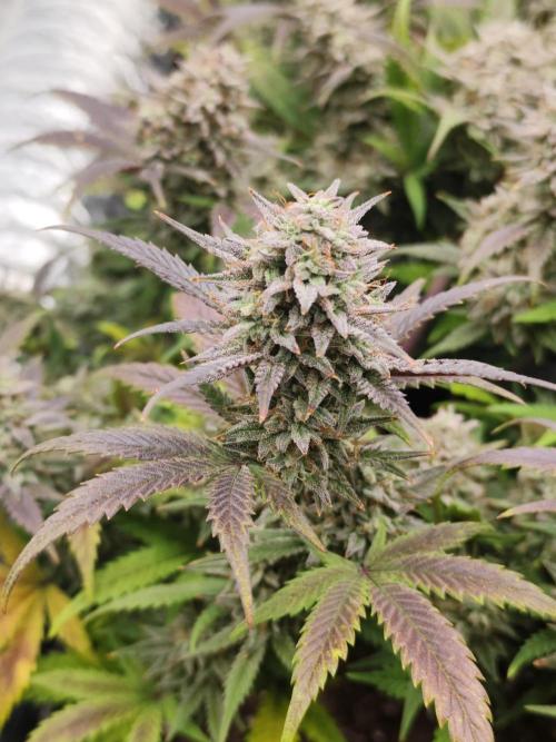 Hella Jelly Auto 🍯🌿. Week 10