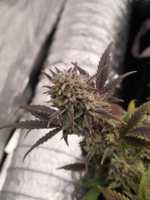 Hella Jelly Auto 🍯🌿. Week 10