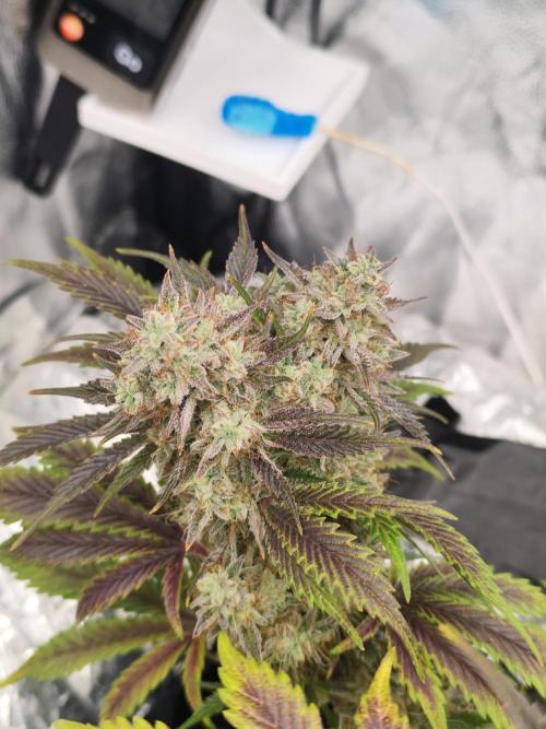 Hella Jelly Auto 🍯🌿. Week 10