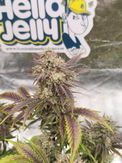 Hella Jelly Auto 🍯🌿. Week 10