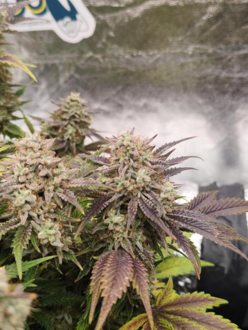 Hella Jelly Auto 🍯🌿. Week 10