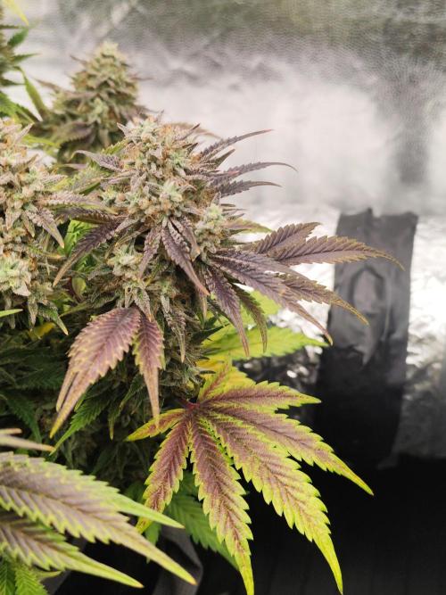 Hella Jelly Auto 🍯🌿. Week 10