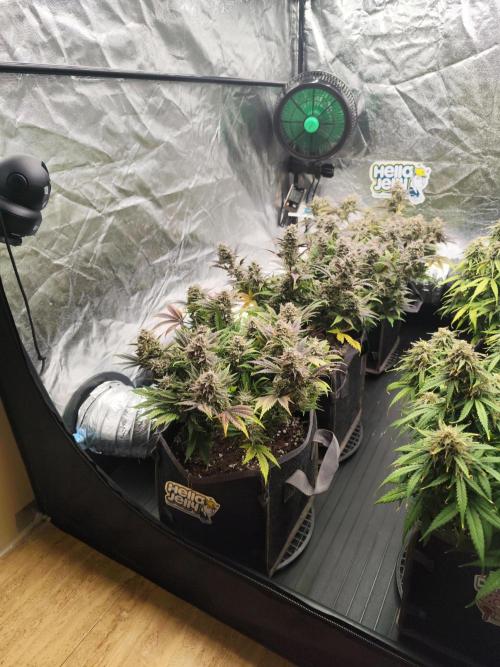 Hella Jelly Auto 🍯🌿. Week 10