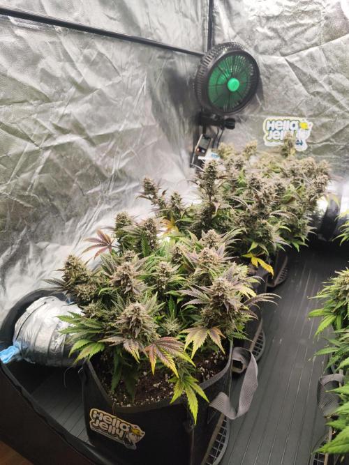 Hella Jelly Auto 🍯🌿. Week 10