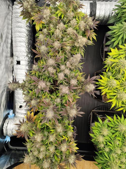 Hella Jelly Auto 🍯🌿. Week 10