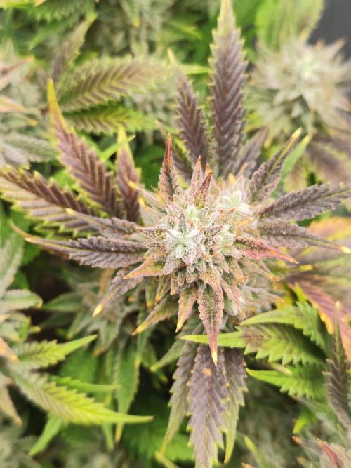 Hella Jelly Auto 🍯🌿. Week 10