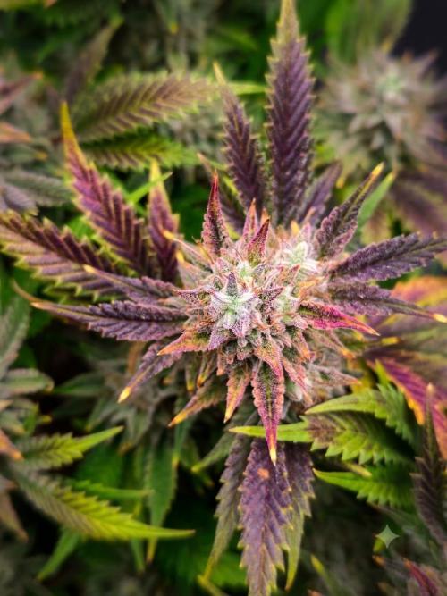 Hella Jelly Auto 🍯🌿. Week 10