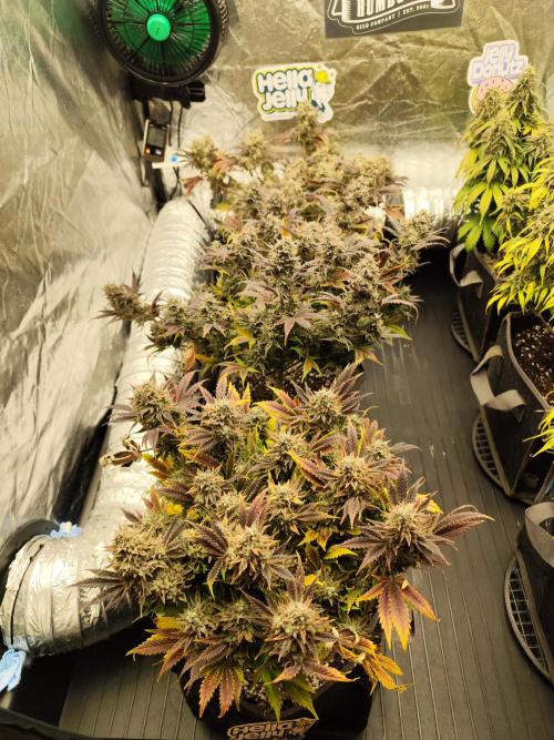 Hella Jelly Auto 🍯🌿. Week 11 - 01.09.2026