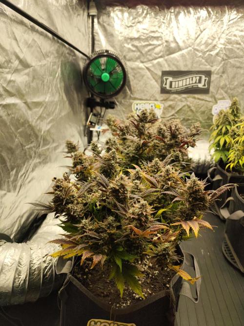 Hella Jelly Auto 🍯🌿. Week 11 - 01.09.2026
