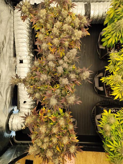 Hella Jelly Auto 🍯🌿. Week 11 - 01.09.2026