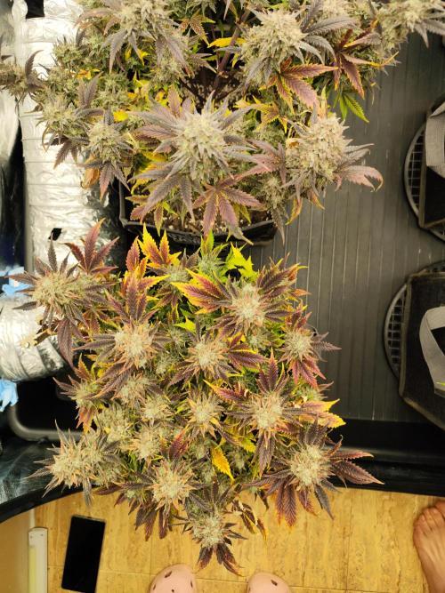 Hella Jelly Auto 🍯🌿. Week 11 - MOCHI