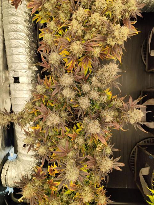Hella Jelly Auto 🍯🌿. Week 11 - JINX