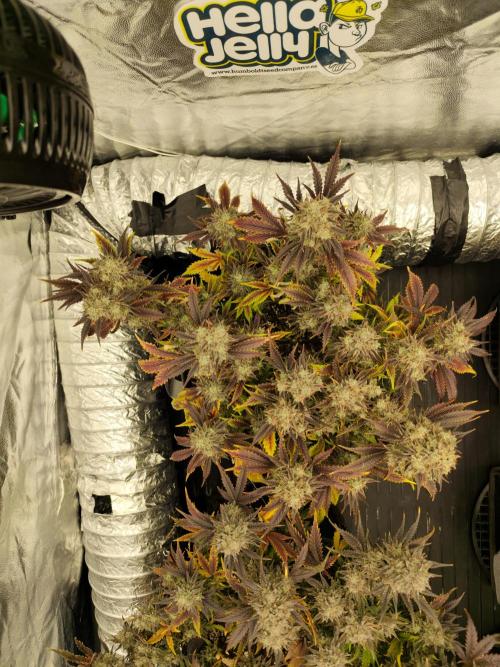 Hella Jelly Auto 🍯🌿. Week 11 - JELLYBEAN
