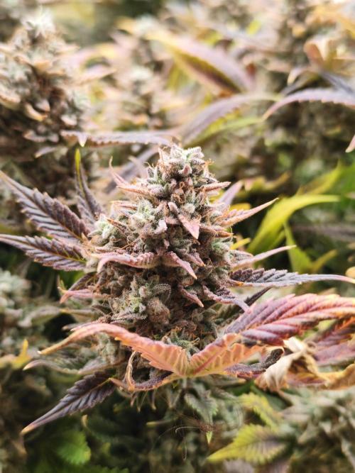Hella Jelly Auto 🍯🌿. Week 11 - 01.09.2026