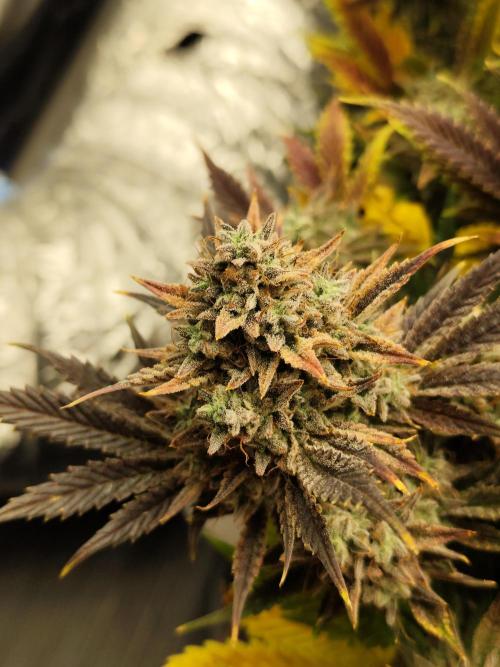 Hella Jelly Auto 🍯🌿. Week 11 - 01.09.2026