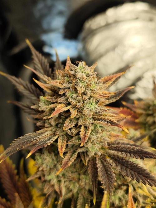 Hella Jelly Auto 🍯🌿. Week 11 - 01.09.2026