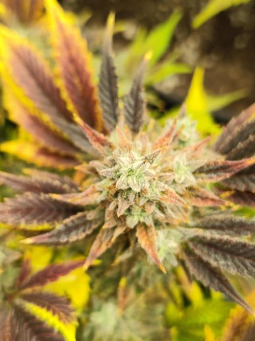 Hella Jelly Auto 🍯🌿. Week 11 - 01.09.2026