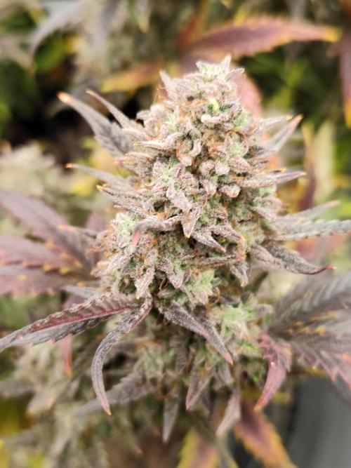 Hella Jelly Auto 🍯🌿. Week 11 - 01.09.2026