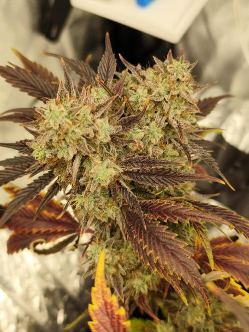 Hella Jelly Auto 🍯🌿. Week 11 - 01.09.2026