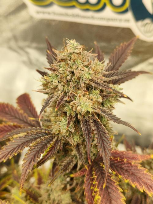 Hella Jelly Auto 🍯🌿. Week 11 - 01.09.2026