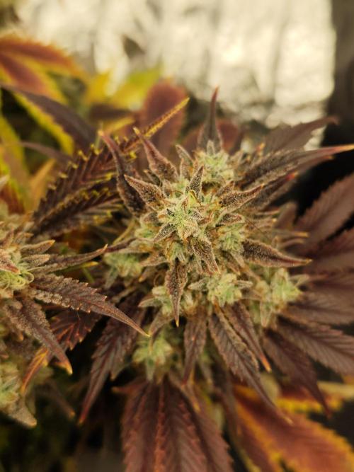 Hella Jelly Auto 🍯🌿. Week 11 - 01.09.2026