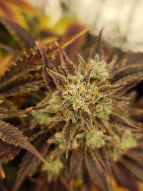 Hella Jelly Auto 🍯🌿. Week 11 - 01.09.2026