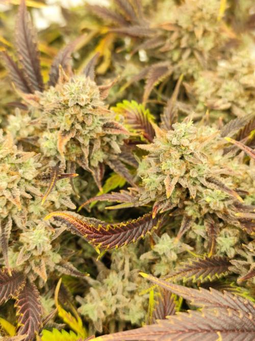 Hella Jelly Auto 🍯🌿. Week 11 - 01.09.2026