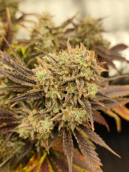Hella Jelly Auto 🍯🌿. Week 11 - 01.09.2026